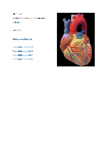 Digitalna vsebina dCOBISS (Human heart model : VD 253 [Predmet] = Herz = Corazón = Cor)