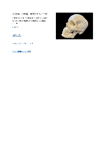 Digitalna vsebina dCOBISS ([Bonelike human bony skull model] : A 281 [Predmet])
