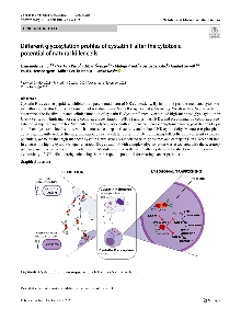 Digitalna vsebina dCOBISS (Different glycosylation profiles of cystatin F alter the cytotoxic potential of natural killer cells [Elektronski vir] / Emanuela Senjor ... [et al.])