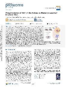 Digitalna vsebina dCOBISS (Phosphorylation of YBX1 in the kidneys is altered in legumain knockout-mice [Elektronski vir] / Tilen Sever ... [et al.])