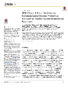 Digitalna vsebina dCOBISS (TRIM28 and [beta]-actin identified via nanobody-based reverse proteomics approach as possible human glioblastoma biomarkers [Elektronski vir])