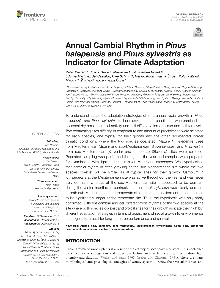 Digitalna vsebina dCOBISS (Annual cambial rhythm in Pinus halepensis and Pinus sylvestris as indicator for climate adaptation [Elektronski vir])