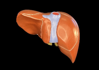 Digitalna vsebina dCOBISS (Leber : with Gall Bladder : K 25 [Predmet] = Liver = Foie)