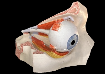 Digitalna vsebina dCOBISS (Auge auf Knochen mit Sehnerv und Muskeln : VJ457 [Predmet] = Eye with optic nerve and muscles on bones = Ojo con nervio óptico y músculos sobre hueso = _ = Œil avec nerf optique et muscles sur os)