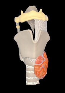 Digitalna vsebina dCOBISS (Kehlkopf : Knorpelgerüst : G 20 [Predmet] = Larynx)