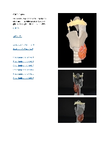 Digitalna vsebina dCOBISS (Kehlkopf : Knorpelgerüst : G 20 [Predmet] = Larynx)