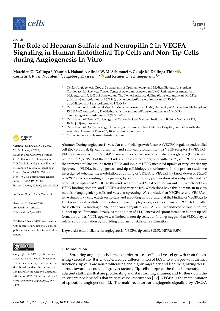 Digitalna vsebina dCOBISS (The role of heparan sulfate and neuropilin 2 in VEGFA signaling in human endothelial tip cells and non-tip cells during angiogenesis in vitro [Elektronski vir])