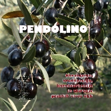 Pendolino; Elektronski vir ... (cover)