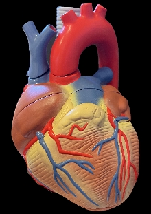Human heart model : VD 253.... (naslovnica)