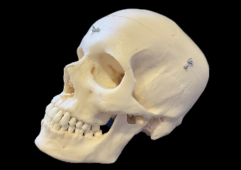 [Bonelike human bony skull ... (naslovnica)