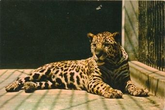 Jaguar. Slikovno gradivo (naslovnica)