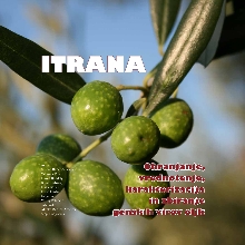 Itrana; Elektronski vir : o... (cover)
